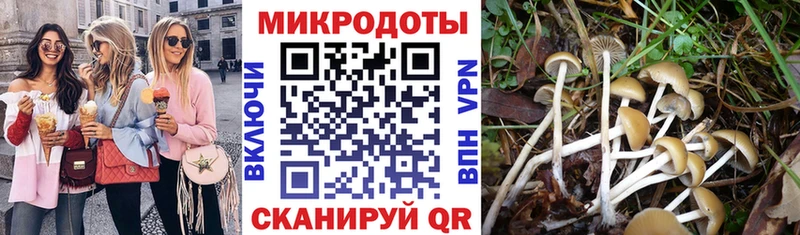 Псилоцибиновые грибы Psilocybe  Чайковский 